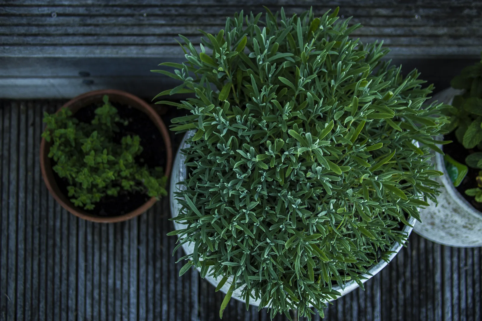 Top-down view of grooved gray deck boards with potted herb planters